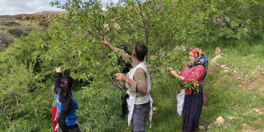 Turfanda çağla hasadı erkenden başladı: Kilosu 150 TL! 2